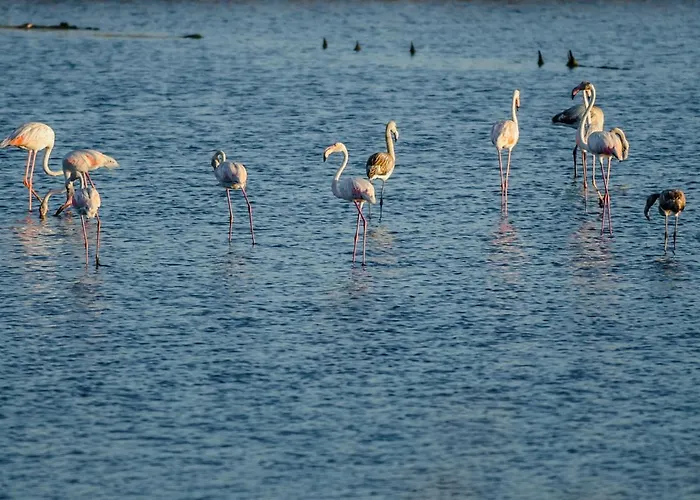 House Bay Figueira da Foz